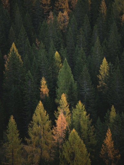 Image arbres